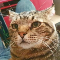 Adopta a Silver