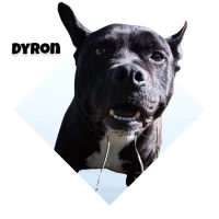 Adopta a Dyron