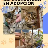 Adopta a Carey