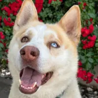 Adopta a Blue