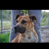 Adopta a Rusia