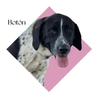 Adopta a Botón