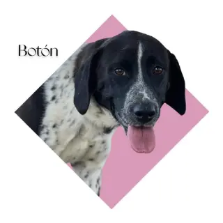 Botón