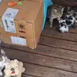 Adopta a Gatitos