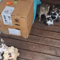 Adopta a Gatitos