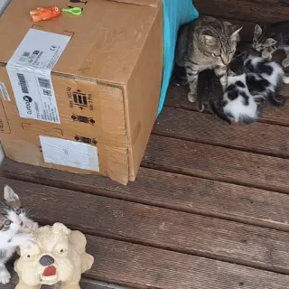 Gatitos