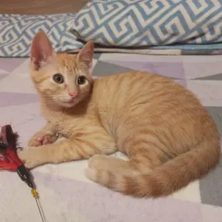 Eddie