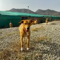 Adopta a Tyson