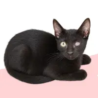 Adopta a Nita