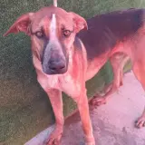 Adopta a Cometa