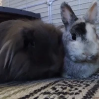 Adopta a Crispi Y Balú