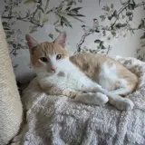 Adopta a Caramelo