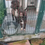Adopta a Wanda ( Se Da Con Thor Hermano )