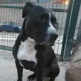 Adopta a Jordan