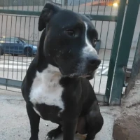 Adopta a Jordan