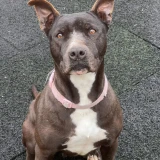 Adopta a Candy