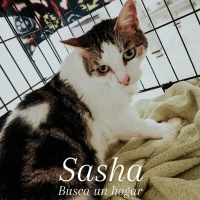 Adopta a Sasha