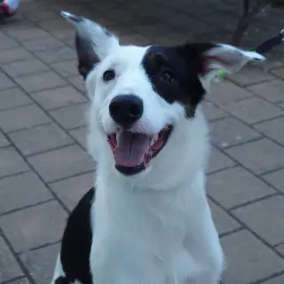 Oreo