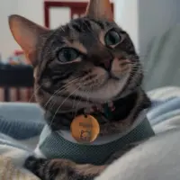 Adopta a Niguiri