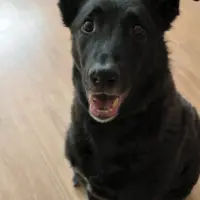 Adopta a Blacky