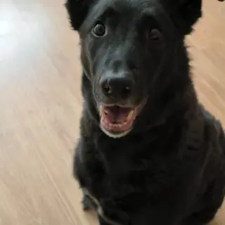 Blacky
