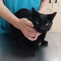 Adopta a Luis