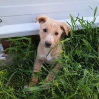 Adopta a Bolo