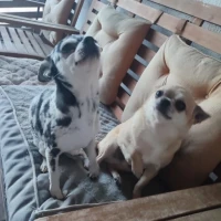 Adopta a Pluto Y Luna