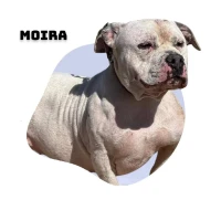 Adopta a Moira