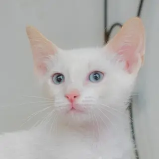 Copito