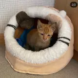 Adopta a Martín