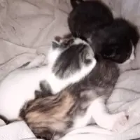 Adopta a Pintas, Negro, Blanco