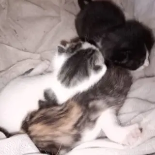 Pintas, Negro, Blanco