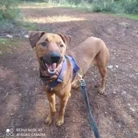 Adopta a Inse