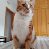 Adopta a Quena