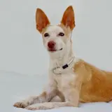 Adopta a Mega
