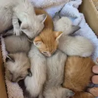 Adopta a Camada De Gatitos