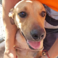 Adopta a Oceano