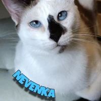Adopta a Nevenka