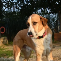 Adopta a Crooner