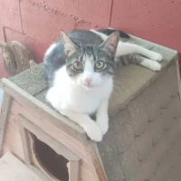 Adopta a Gretel