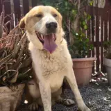 Adopta a Simba