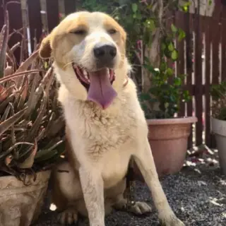 Simba