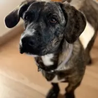 Adopta a Chanel