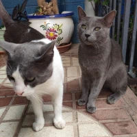 Adopta a Mathew Y Charles Yas