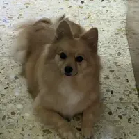 Adopta a Lia