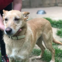 Adopta a Sol