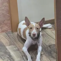 Adopta a Kanika