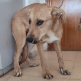 Adopta a Sally