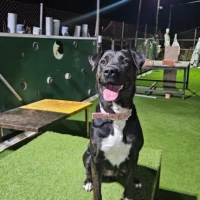 Adopta a Luna